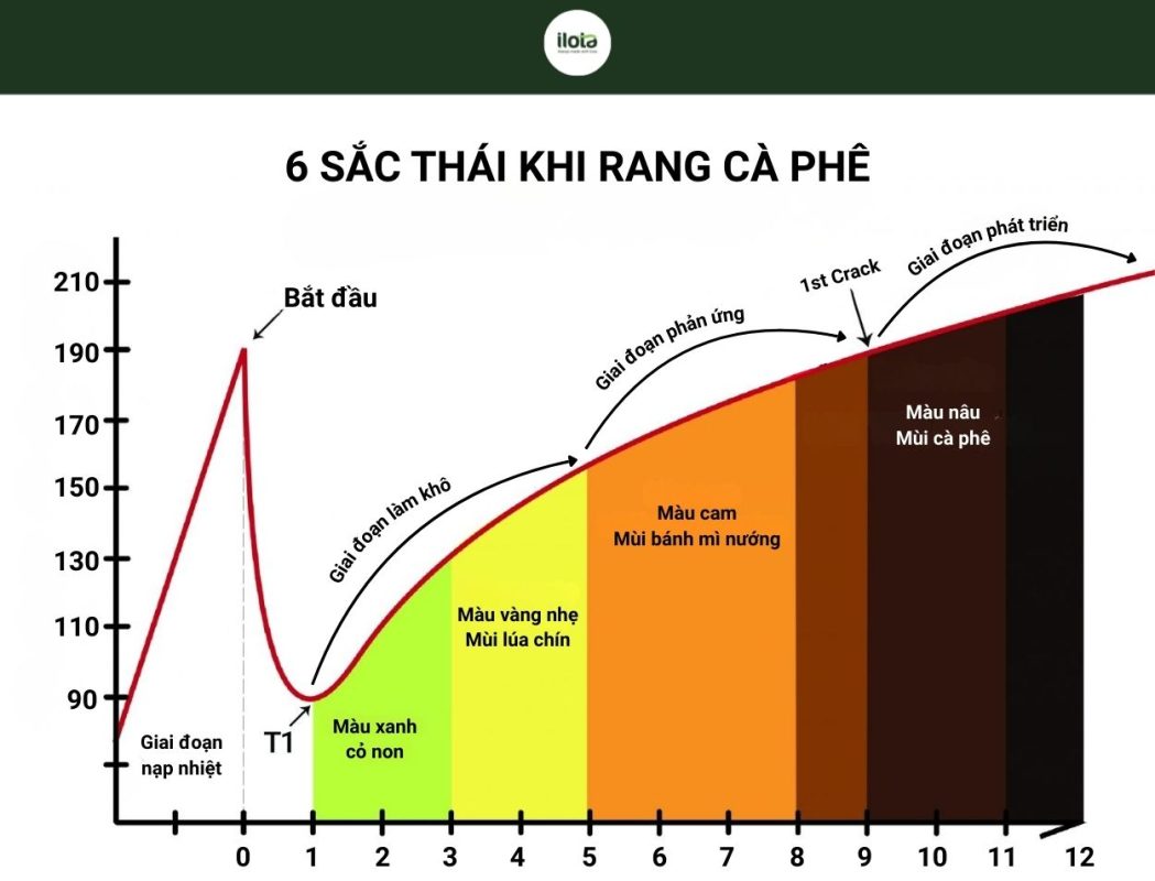 giai-ma-bieu-do-rang-trong-rang-ca-phe