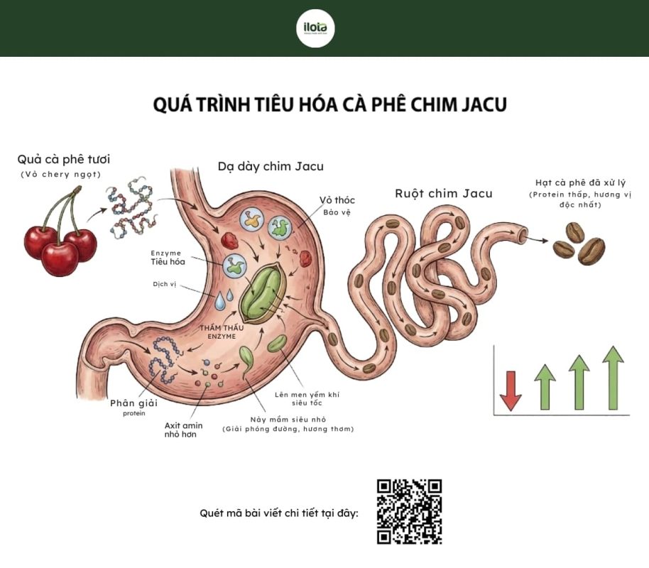 ca-phe-chim-jacu