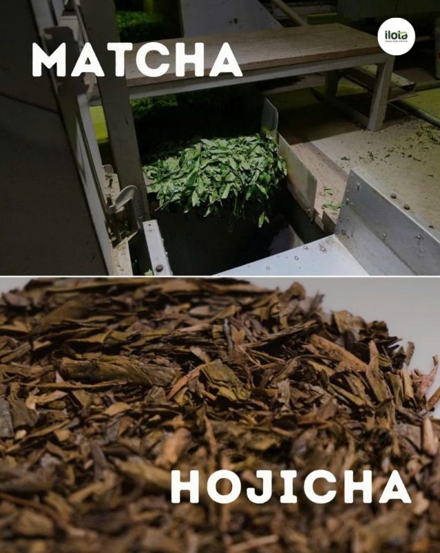 hojicha-&-matcha