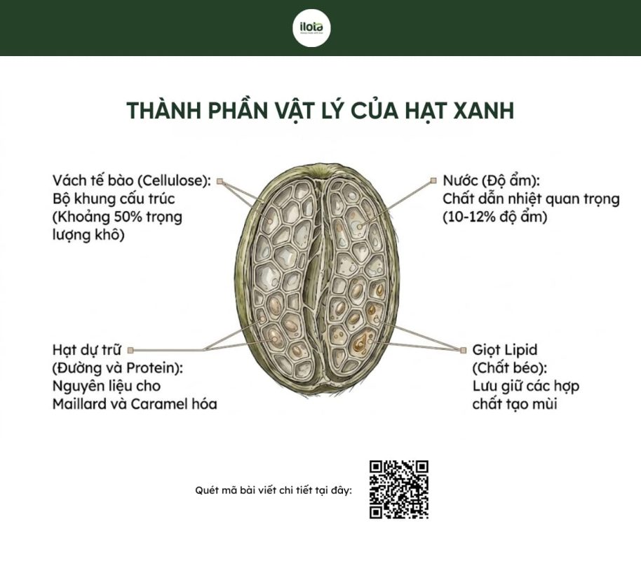 cau-truc-hat-khi-rang-hot-air