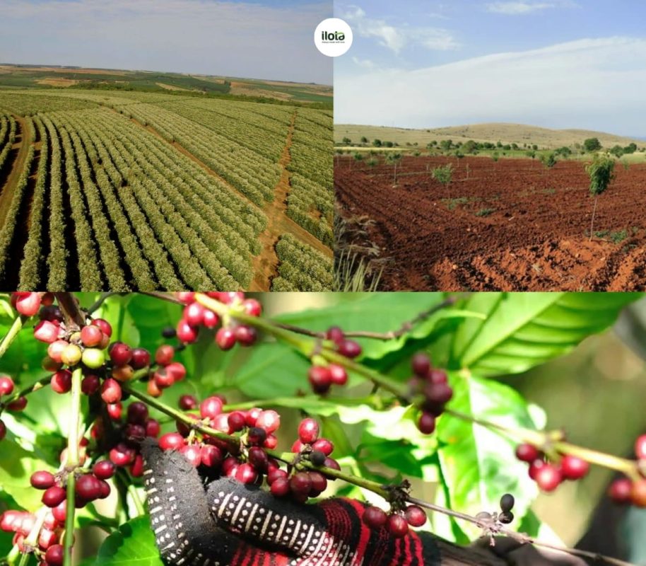 ca-phe-arabica-brazil-minas-gerais