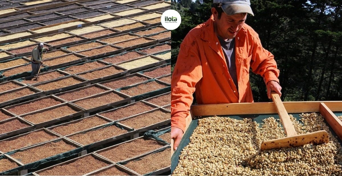 ca-phe-arabica-brazil-minas-gerais