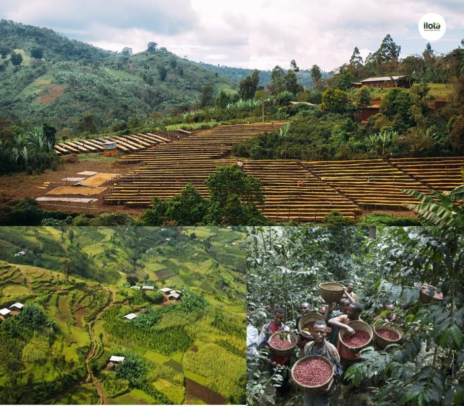 kham-pha-vung-trong-arabica-ethiopia-guji