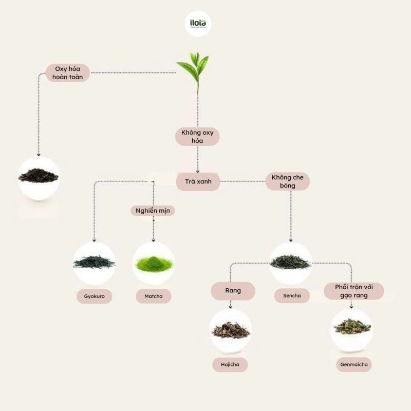 hojicha-&-matcha