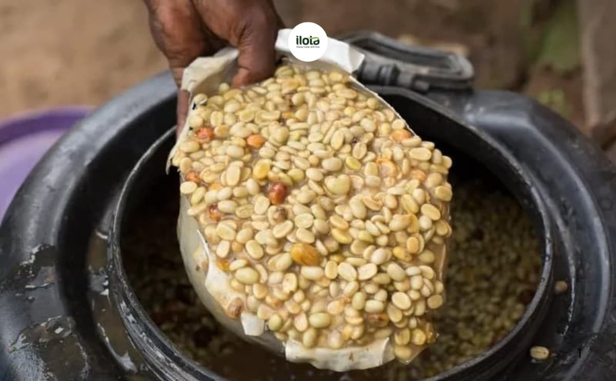 kiem-soat-len-men-yem-khi-trong-fine-robusta