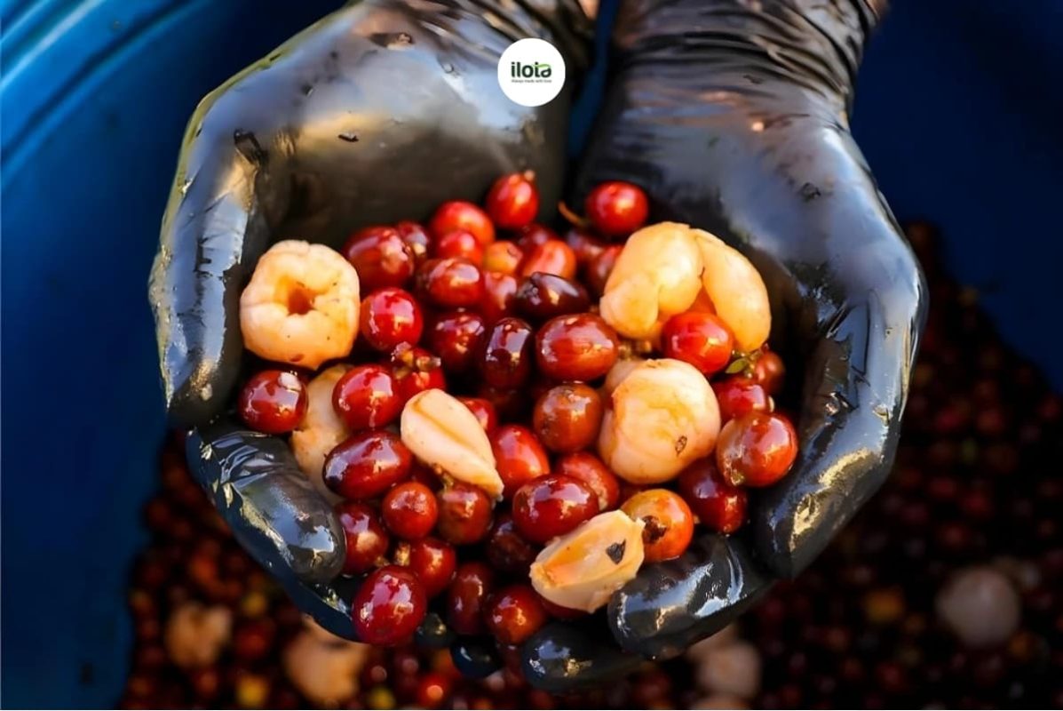 kiem-soat-len-men-yem-khi-trong-fine-robusta