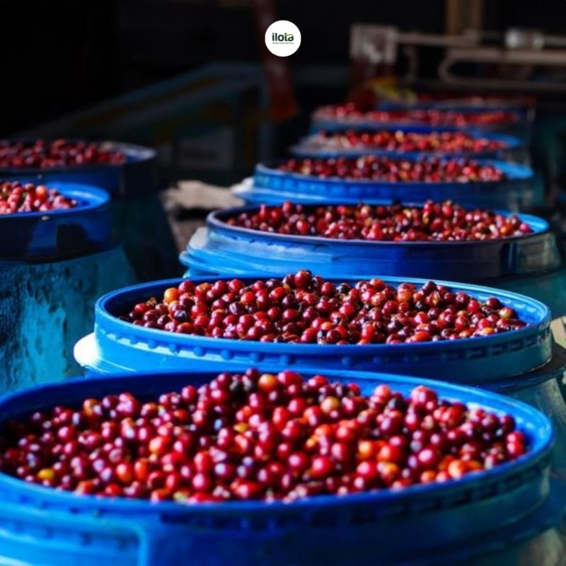kiem-soat-len-men-yem-khi-trong-fine-robusta