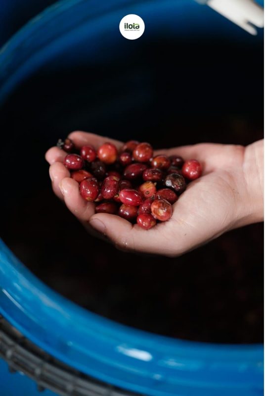 kiem-soat-len-men-yem-khi-trong-fine-robusta