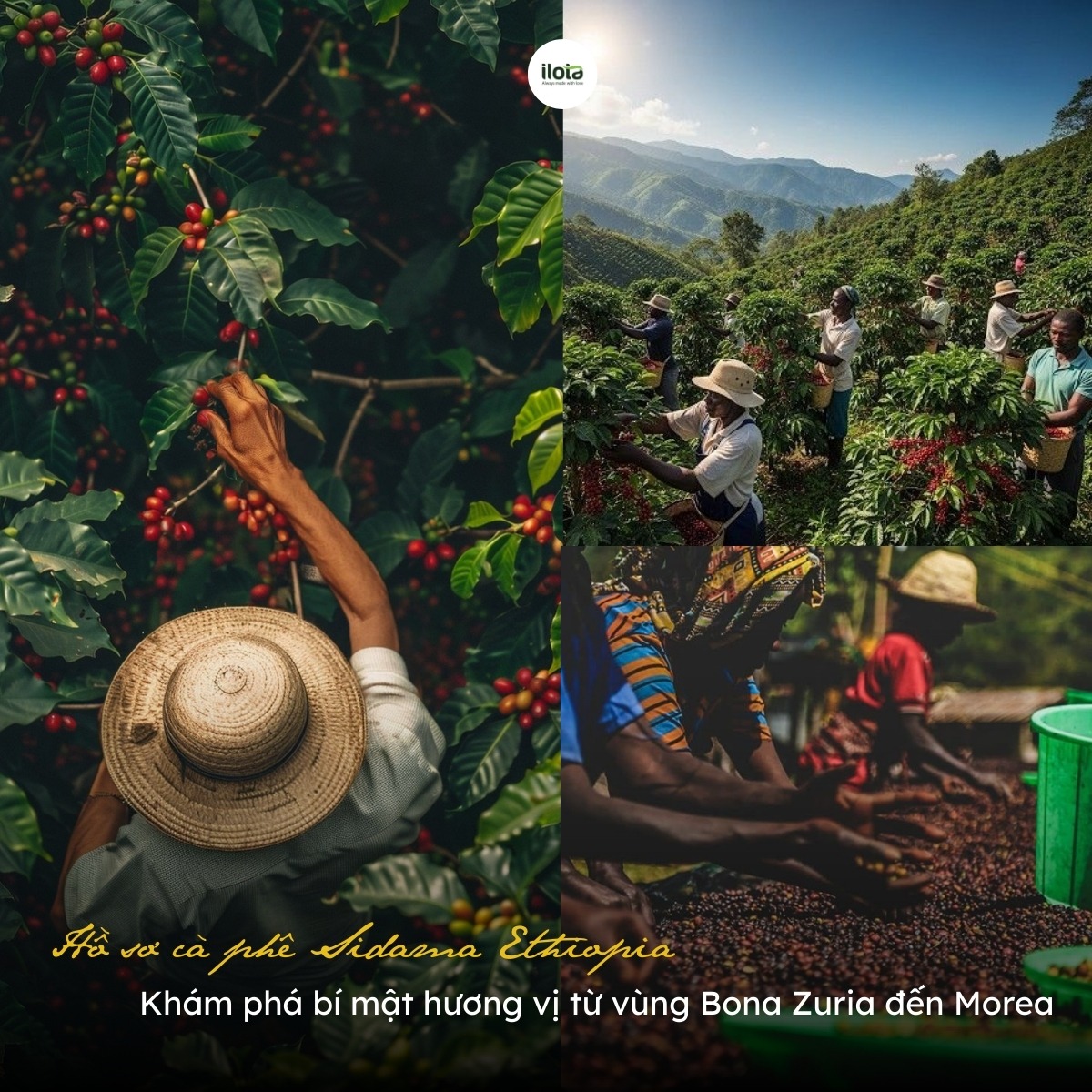 ho-so-ca-phe-sidama-ethiopia