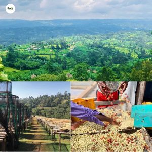 ho-so-ca-phe-sidama-ethiopia