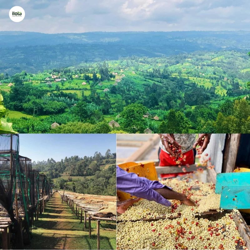 ho-so-ca-phe-sidama-ethiopia