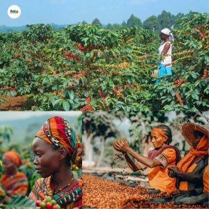 ho-so-ca-phe-sidama-ethiopia