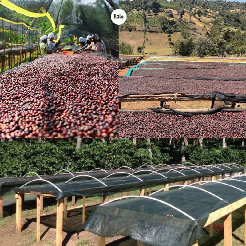 kham-pha-vung-trong-arabica-ethiopia-guji