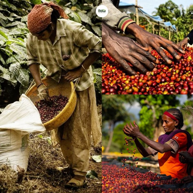 kham-pha-vung-trong-arabica-ethiopia-guji