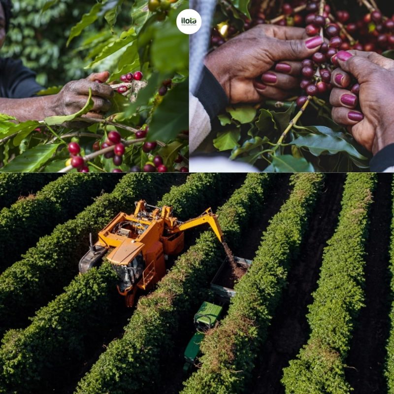 ca-phe-arabica-brazil-minas-gerais