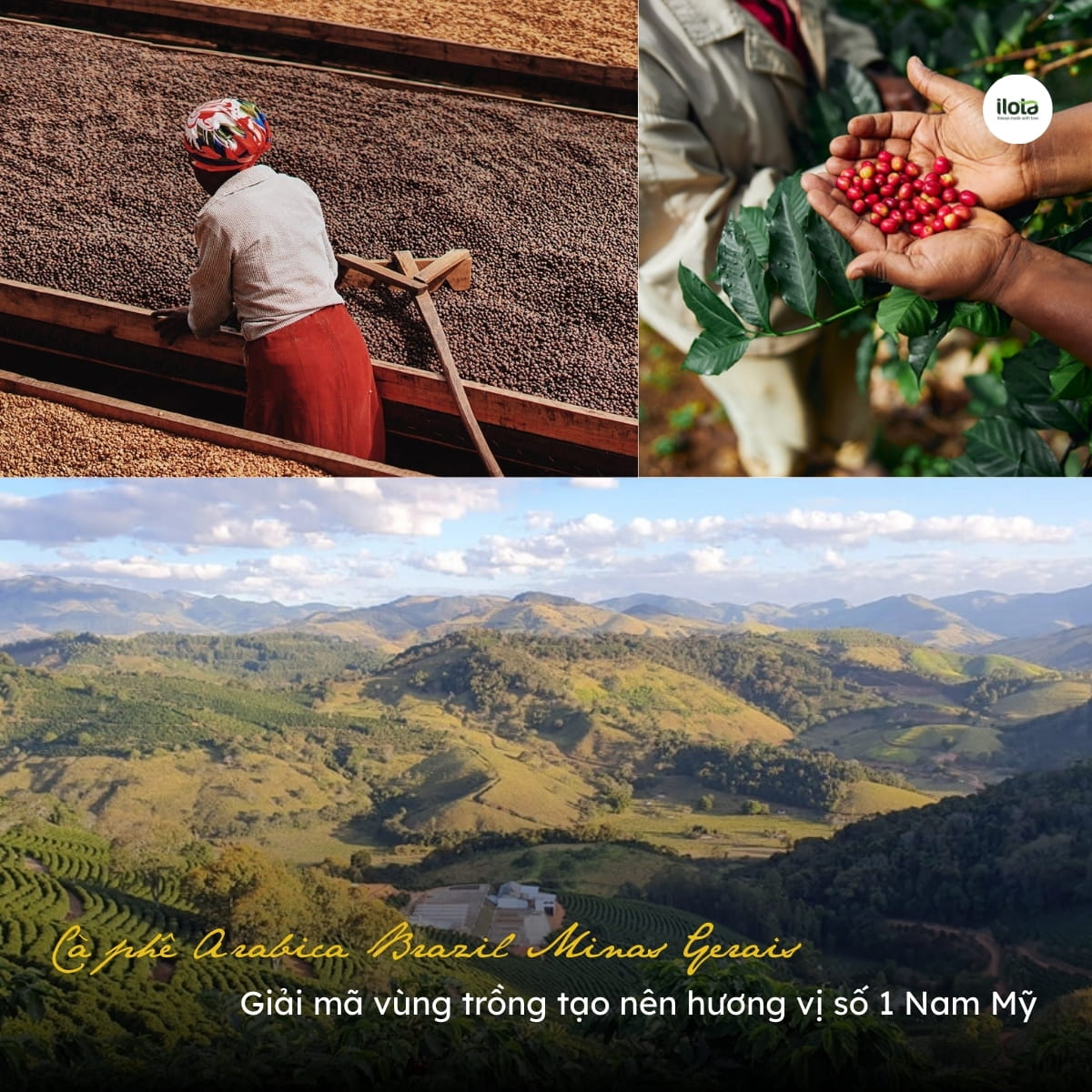 ca-phe-arabica-brazil-minas-gerais