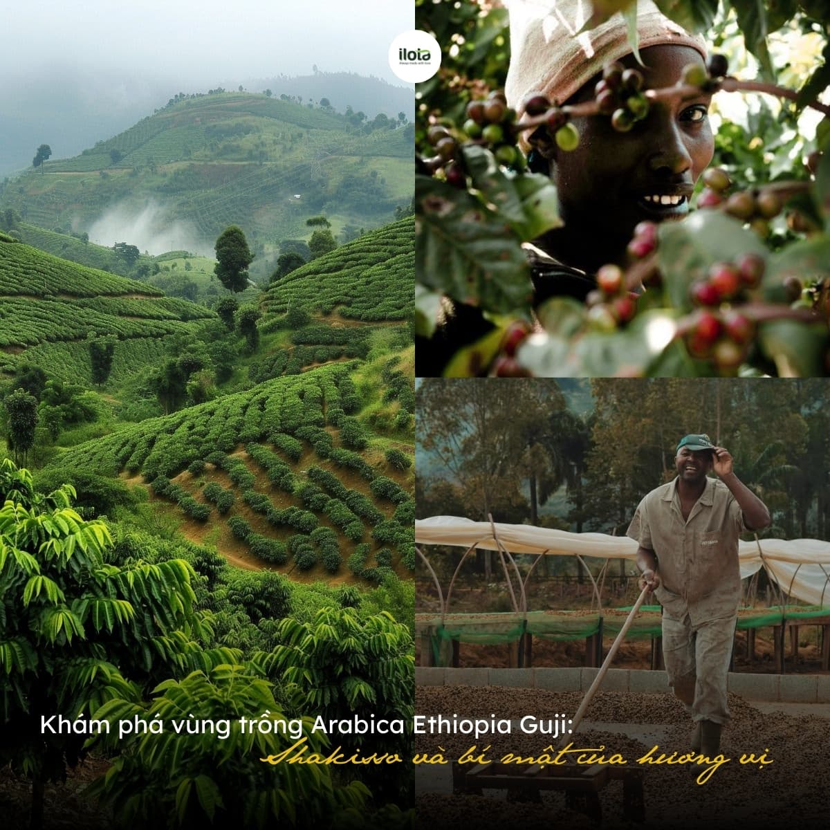 kham-pha-vung-trong-arabica-ethiopia-guji