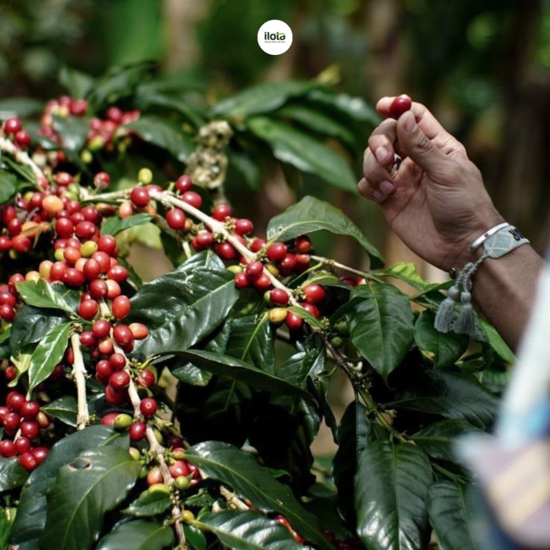 so-sanh-robusta-va-arabica-khi-pha-phin