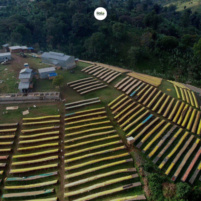 kham-pha-vung-trong-arabica-ethiopia-guji