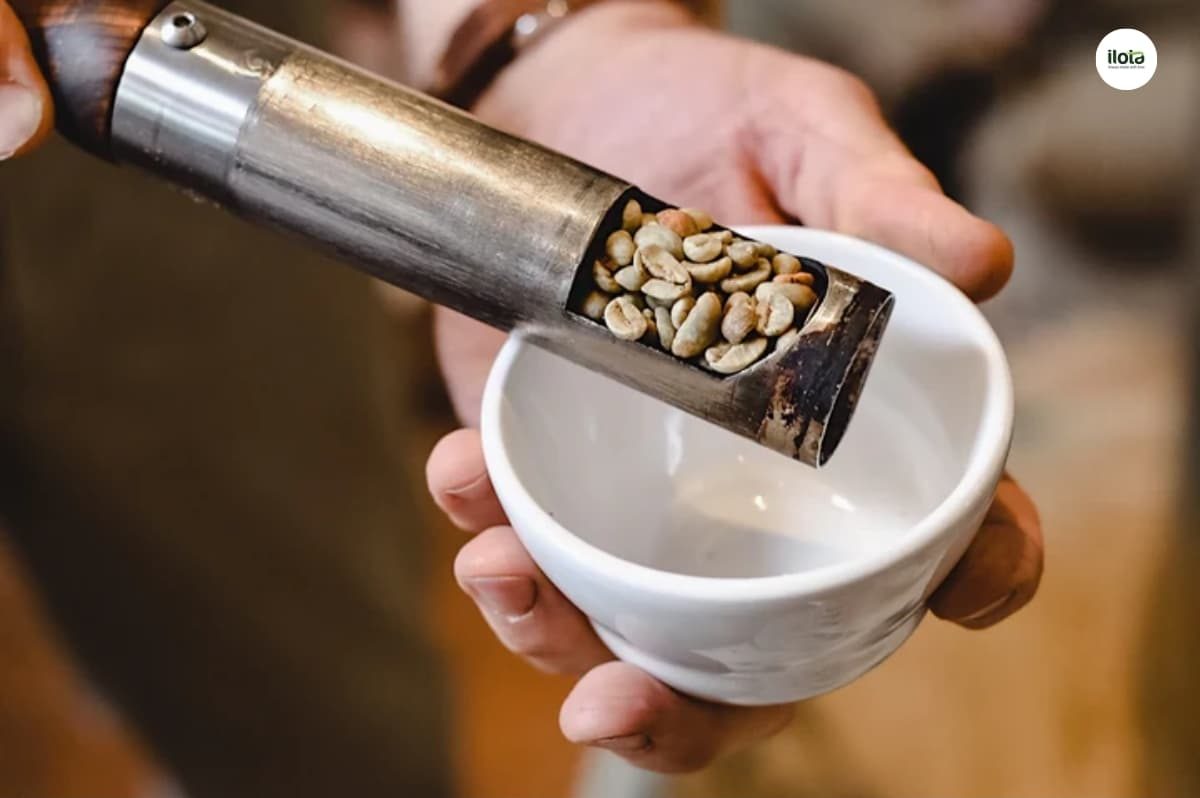 nguon-goc-ca-phe-decaf
