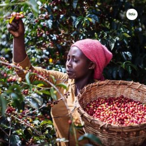 ho-so-vung-trong-hambela-wamena-guji