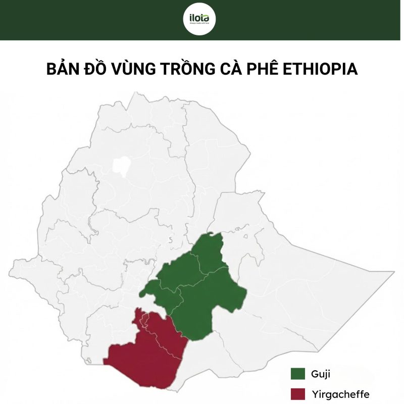 ho-so-vung-trong-hambela-wamena-guji
