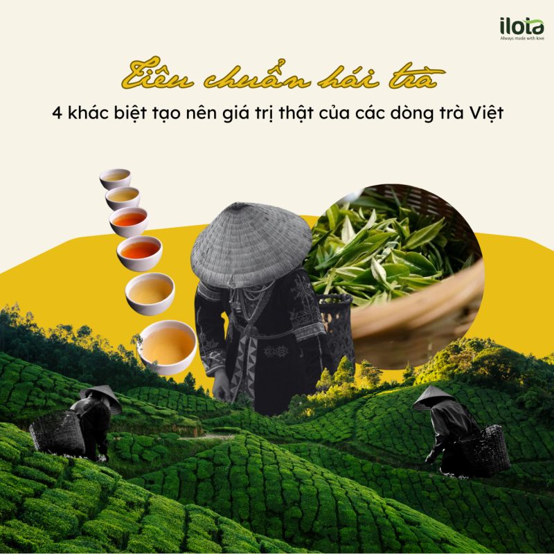 tieu-chuan-hai-tra-4-khac-biet-tao-nen-gia-tri-that