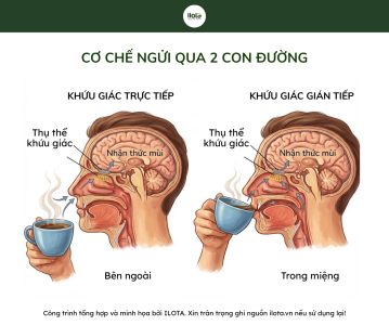 bo-mui-ca-phe-chuan-sca-wcr-cho-arabica-va-robusta