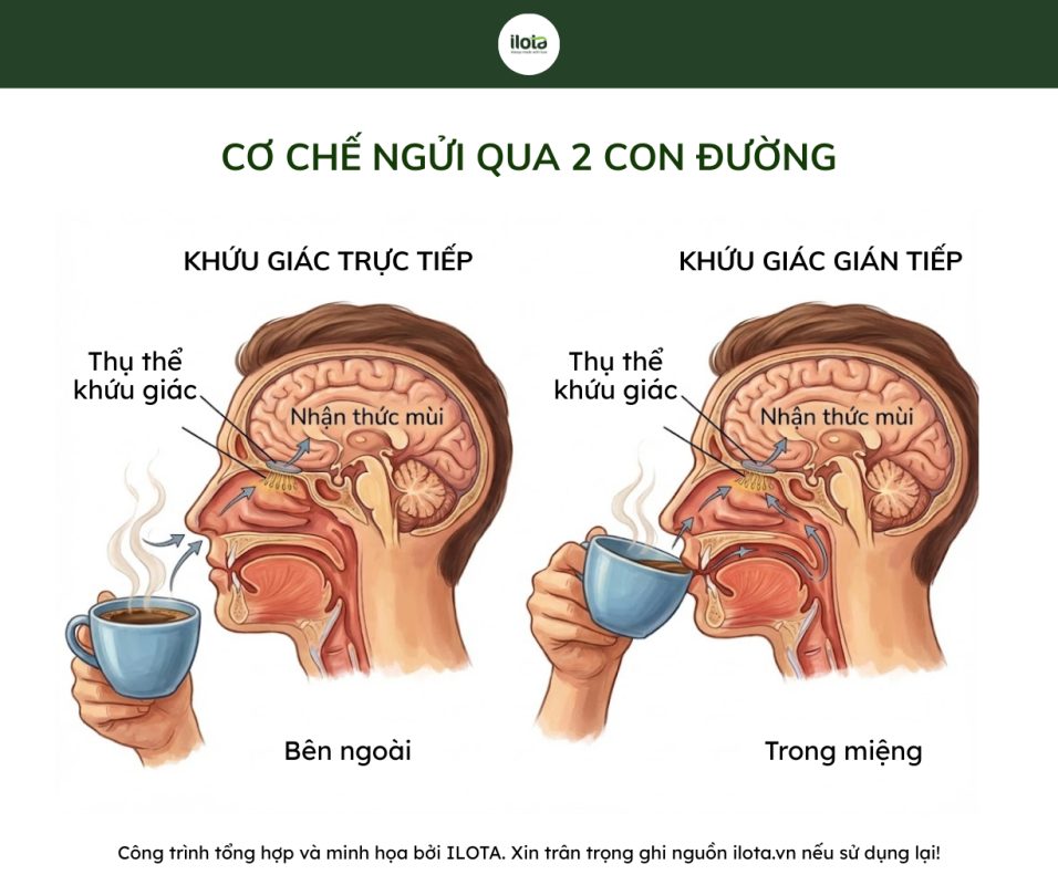 bo-mui-ca-phe-chuan-sca-wcr-cho-arabica-va-robusta