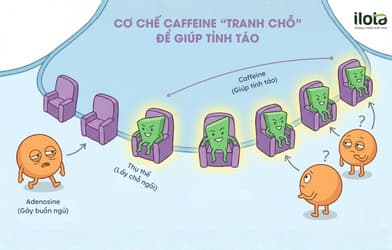 nappuccino-la-gi-cong-thuc-ngu-trua-giup-tinh-tao