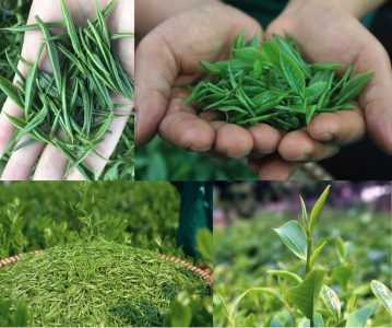 tieu-chuan-hai-tra-4-khac-biet-tao-nen-gia-tri-that