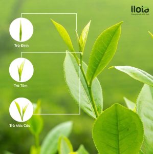 tieu-chuan-hai-tra-4-khac-biet-tao-nen-gia-tri-that