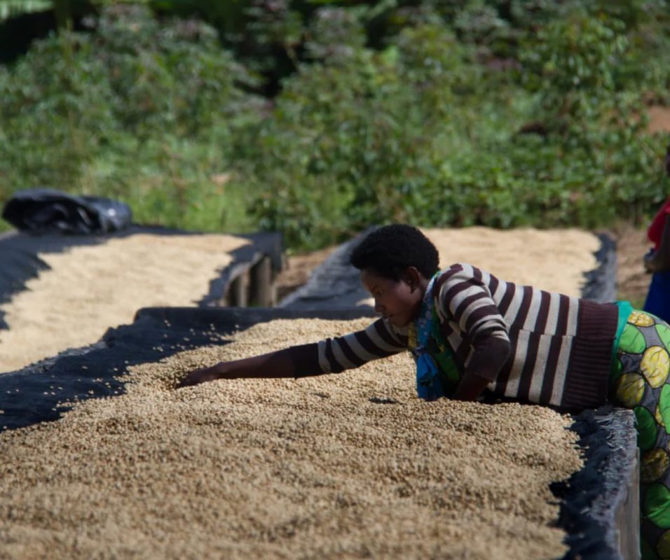 ca-phe-ethiopia-guji-shakisso-g1