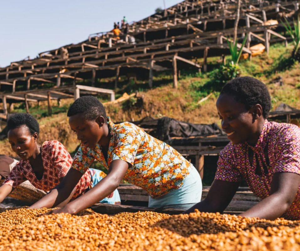 ca-phe-ethiopia-guji-hambella-g1