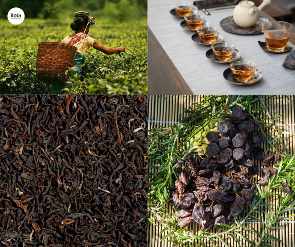tra-darjeeling-champagne-cua-the-gioi-tra