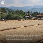 arabica-ethiopia-guji-shakisso-kayon-mountain-farm-g1