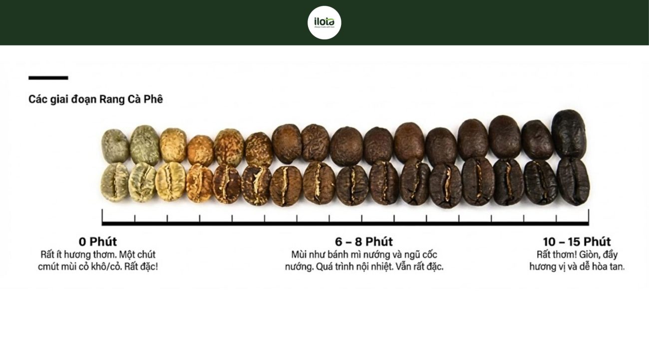 phan-ung-caramel-hoa-trong-rang-ca-phe