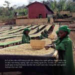 arabica-ethiopia-guji-shakisso-kayon-mountain-farm-g1