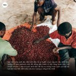 arabica-ethiopia-guji-hambella-g1