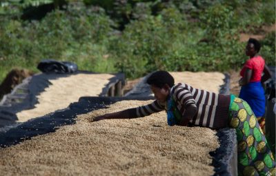 mua-ca-phe-dac-san-lam-qua-o-ha-noi