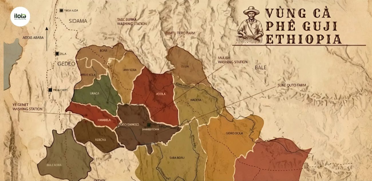 kham-pha-vung-trong-arabica-ethiopia-guji