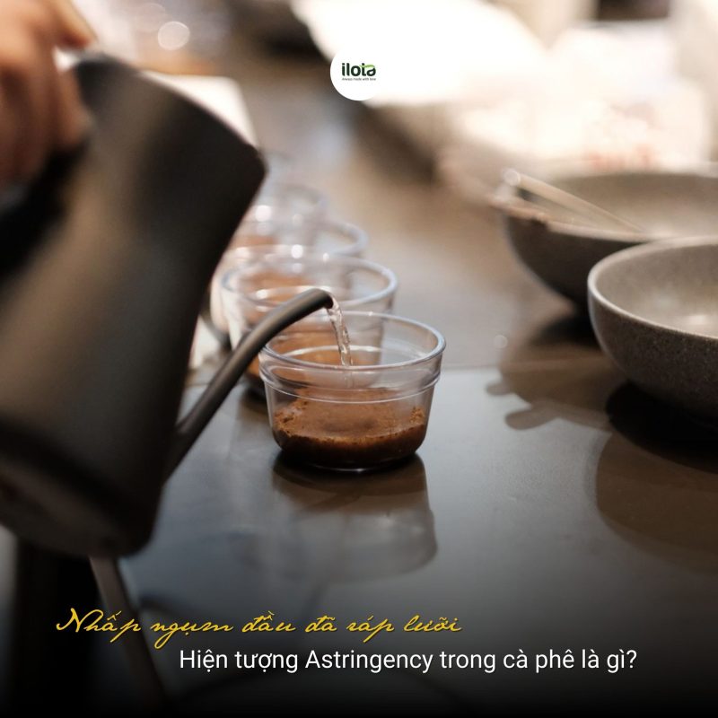 hien-tuong-astringency-trong-ca-phe-la-gi
