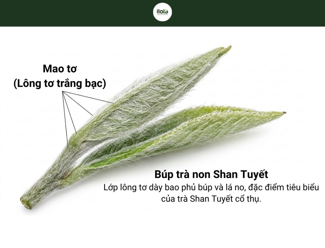 dong-hoc-cua-lop-long-to-tren-bup-tra-shan-tuyet