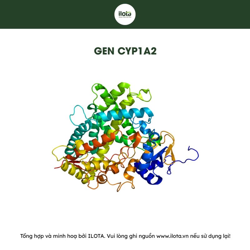 gen-cyp1a2-anh-huong-den-toc-do-phan-giai-caffeine