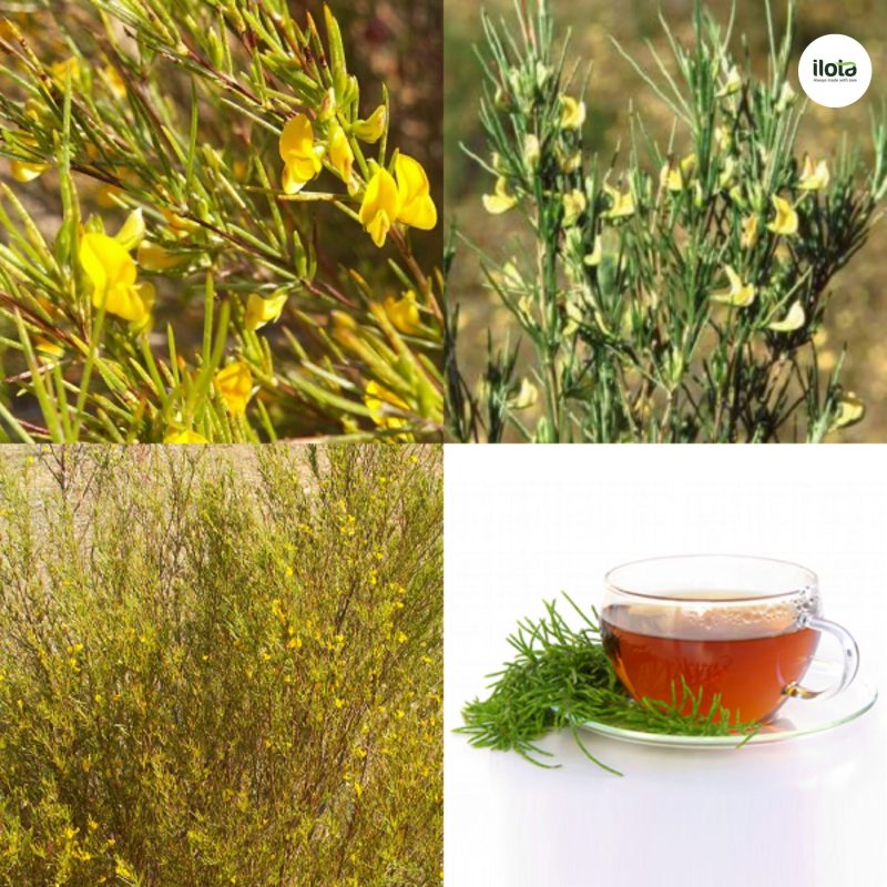tra-do-rooibos-bi-quyet-chong-lao-hoa-tu-thien-nhien