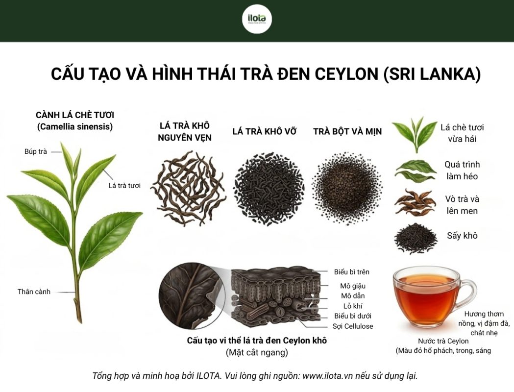 phan-biet-tra-den-ceylon-va-tra-assam