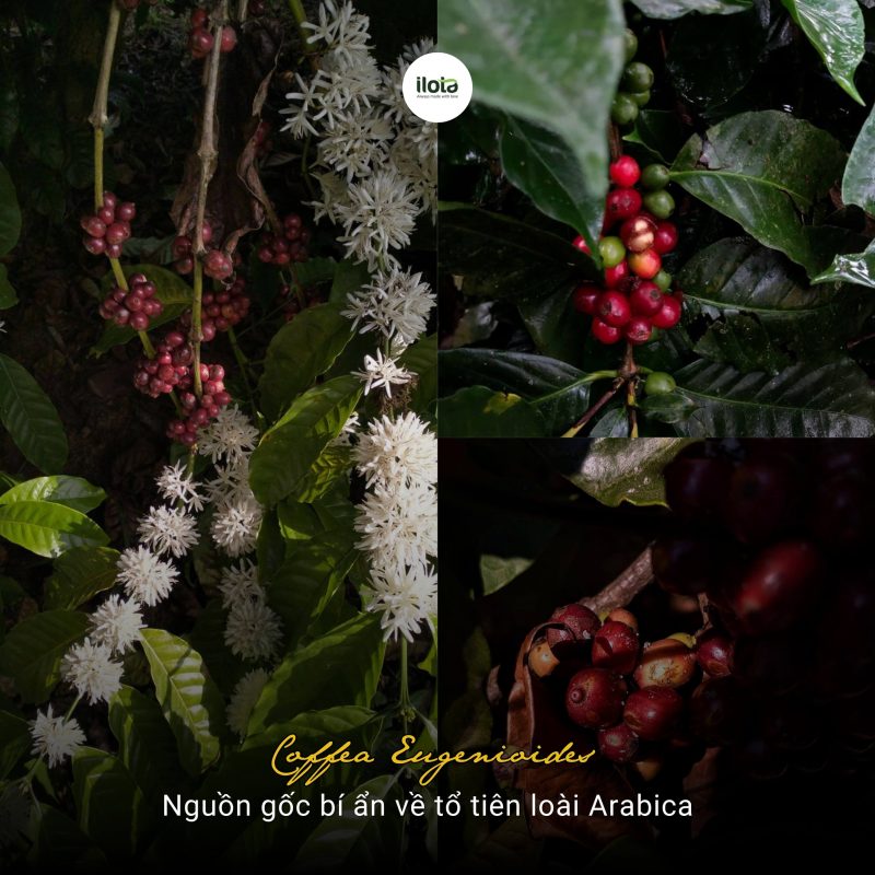 coffea-eugenioides