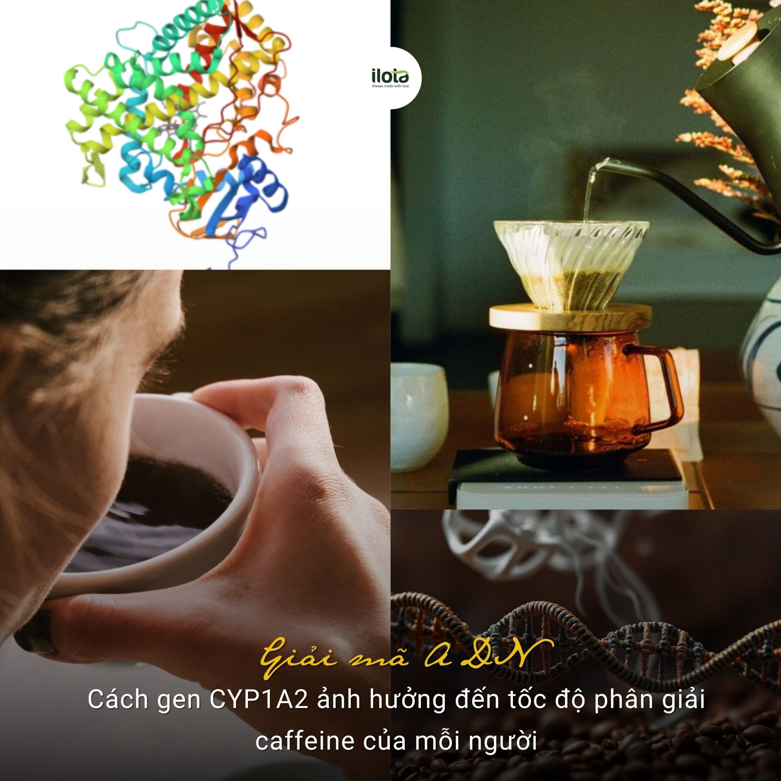 gen-cyp1a2-anh-huong-den-toc-do-phan-giai-caffeine
