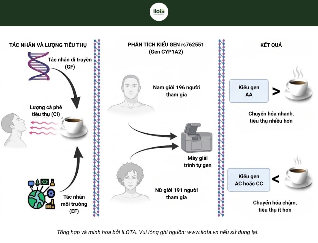 gen-cyp1a2-anh-huong-den-toc-do-phan-giai-caffeine