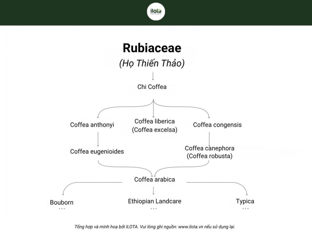 coffea-eugenioides